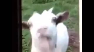 Farm Animals Compilation  Goats Cows and Sheep [upl. by Hook]