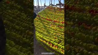 The process of drying peppers by hooking [upl. by Cedric]