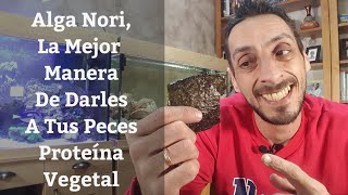 🔵 Alga NoriProteina Vegetal Para Alimentar A Nuestros Peces Y Caracoles De Acuario Acuarios MB [upl. by Diena307]