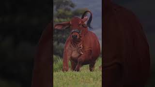 animal transformation funniest animal transformation animalsfunny animal shorts videoviral [upl. by Lodi]