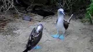 Piquero Pata Azul Blue Footed Booby [upl. by Jaclyn954]