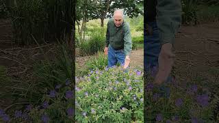 Hardy geranium in your garden cranesbill geranium gardening geranium [upl. by Gelasias]