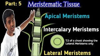 Apical Meristems  Lateral Meristems  Intercalary Meristems  Meristematic tissue Class 9 [upl. by Job]