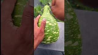 Speckled Swan gourd 🦢 quot Lets take a look insidequot beauty amazing viral [upl. by Jaella]