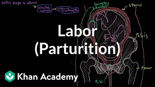 Labor parturition  Reproductive system physiology  NCLEXRN  Khan Academy [upl. by Annohsat]