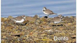 Oiseaux échassiers série 002 oiseauxduquebecorg [upl. by Merat]