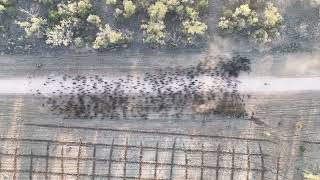 Cattle Educated by Amazing Working Kelpies in the Australian Outback [upl. by Flss]