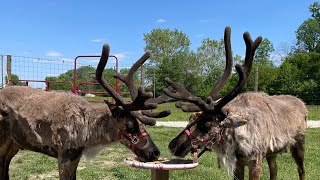 ANTLER OVERLOAD Watch How We Build The Perfect REINDEER Feeder [upl. by Okajima]