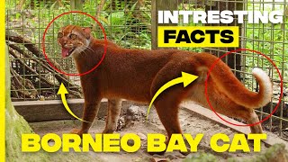 Unveiling the Mystery Fascinating Facts about the Bornean Bay Cat [upl. by Basso]