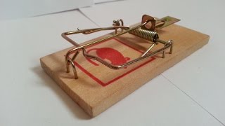 Biltema Mousetrap Unboxing and Test [upl. by Cristin251]