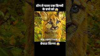 एक डॉग ने पाला बिल्ली के बच्चे को 😱  short dog movie part01 [upl. by Asit]