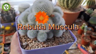 Rebutia Muscula [upl. by Muhammad]