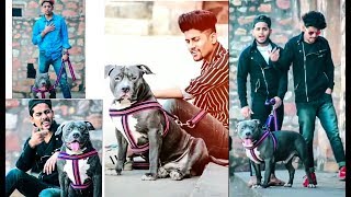 Pitbulls l Music Videos l New Latest l Video l 2019 [upl. by Akener]