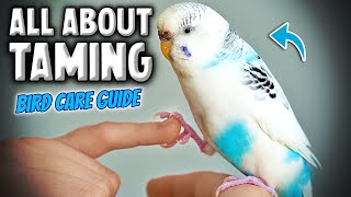 How to Tame amp Take Care of Your Pet Bird  Parakeet Budgie Compilation [upl. by Kroo200]