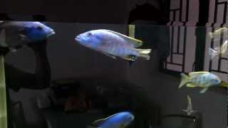 Nimbochromis fuscotaeniatus VS Tyrannochromis nigriventer [upl. by Siramaj858]