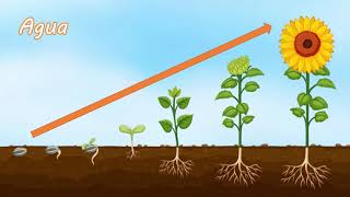 LA GERMINACIÓN  ¿Cómo se CRECE una PLANTA  DESARROLLO de la PLANTA [upl. by Norac852]