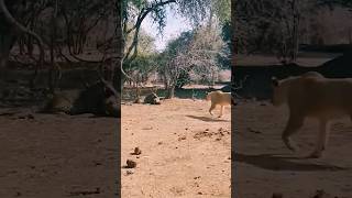 👆🏻 The warthog went to hit the leopard too wildlife africatravels travel youtubeshorts [upl. by Benni]