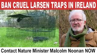 Urge Nature Minister Malcolm Noonan to ban cruel Larsen traps [upl. by Ttebroc]