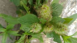 CampoCooperleafAcalypha aristata Kunth Leitura na Descriçãoplantas [upl. by Annoyik]