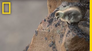 Arctic Geese Chicks Jump Off Cliff to Survive  Hostile Planet [upl. by Irrehc]