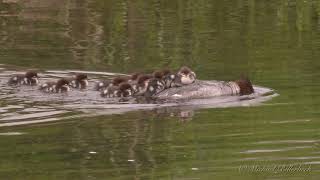 Goosander or Merganser Mergus merganser ♀ with Ducklings 3 [upl. by Hachmann]