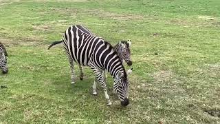 Baby Zebras at Werribee Open Range Zoo [upl. by Rus397]