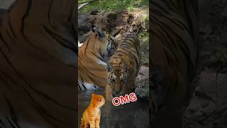 Tiger cat in danger  tiger vs cat short ytshorts youtubeshort [upl. by Yolane695]