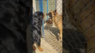 rottweiler vs german shepherd aggressive fight😈 gaintrottweillerfightseenbeaglebarkingpets [upl. by Ongun]