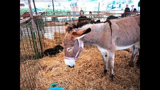 Fiera agricola Mugellana  Un tour tra gli animali [upl. by Bromleigh988]