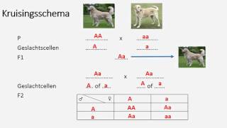 kruisingsschema [upl. by Kosaka295]