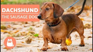 DACHSHUND  The Sausage Dog [upl. by Llamaj]