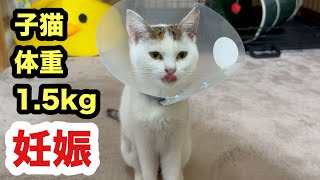 【衝撃の事実】体重1５キロの子猫が妊娠してました [upl. by Maggee413]