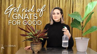 How to Get Rid of Gnats Indoors Save the plants Take back our homes [upl. by Nauqyt]