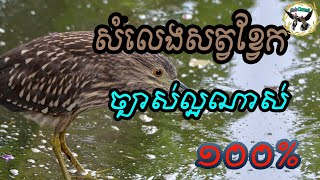 សំទ្បេងសត្វខ្វែក  BlackCrowned Night Heron Call [upl. by Enetsuj]