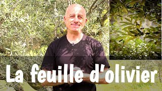 La feuille dolivier [upl. by Cummine]