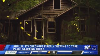 Synchronous fireflies returns to Great Smoky Mountains National Park [upl. by Tubb]