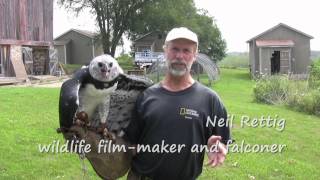 Neil Rettig part 2 Jealous eagle will attack falconers wife [upl. by Erbas]