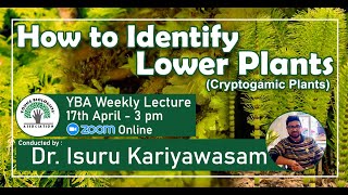 How to Identify Lower Plants Cryptogamic Plants  YBA Sri Lanka  Dr Isuru Kariyawasam [upl. by Atnohs515]