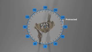 Analysis of Gait Motion Transverse Plane [upl. by Drawde]