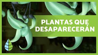 Plantas en PELIGRO de EXTINCIÓN ⚠️🥀⚠️  de 20 PLANTAS [upl. by Danzig]