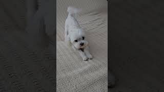 Maltese Barking amp Playing Please SUBSCRIBE maltese maltesedog cutedog cutedogvideo [upl. by Pretrice]