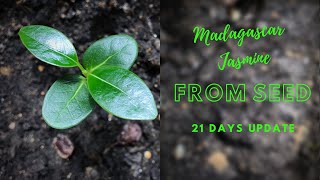 Madagascar Jasmine from Seed 1st update 21 days [upl. by Fabiolas106]