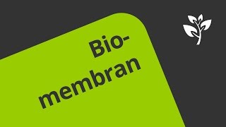 Die Biomembran und ihr Transport  Biologie  Cytologie [upl. by Nnaeirrac951]