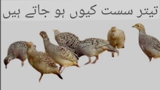 teetar swasth kyon ho jaate Hainbirds teeter dakhniteetarvoice [upl. by Tedie]