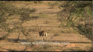 Indian Gazelle Chinkara in Dhawa Doli Wildlife Sanctuary [upl. by Isman]