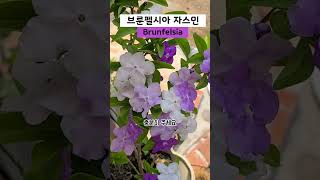 향기 진한 꽃 브룬펠시아 자스민 Brunfelsia 키우기 [upl. by Carlin]