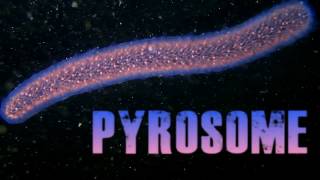 Pyrosome in Monterey Bay [upl. by Yelsna579]