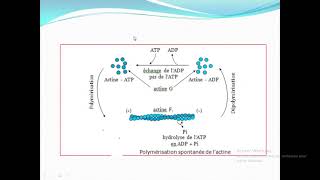 Cytologieبالعربية  4 Hyaloplasme et Cytosquelette  Part 2 Le cytosquelette [upl. by Solon]