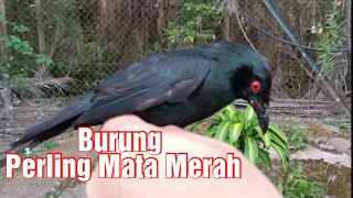 Burung Perling Mata Merah [upl. by Furmark335]