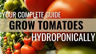 How to Easily Grow Tomatoes in Hydroponics [upl. by Enomsed931]